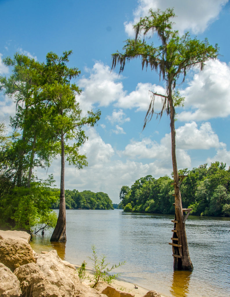 Suwannee River at Log Landing WMA
