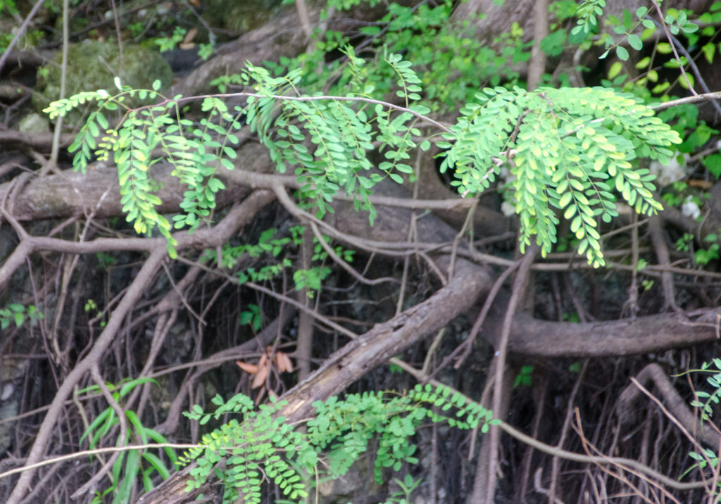 Swamp Locust - Gleditsia aquatica