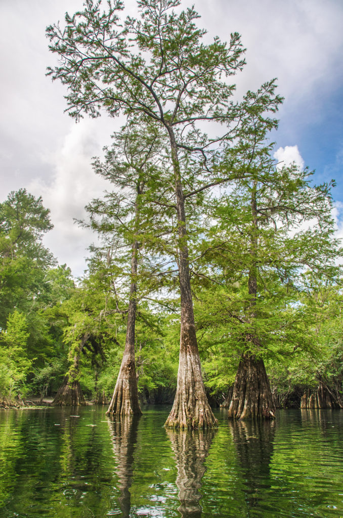 The Cypress at Rock Bluff Spring