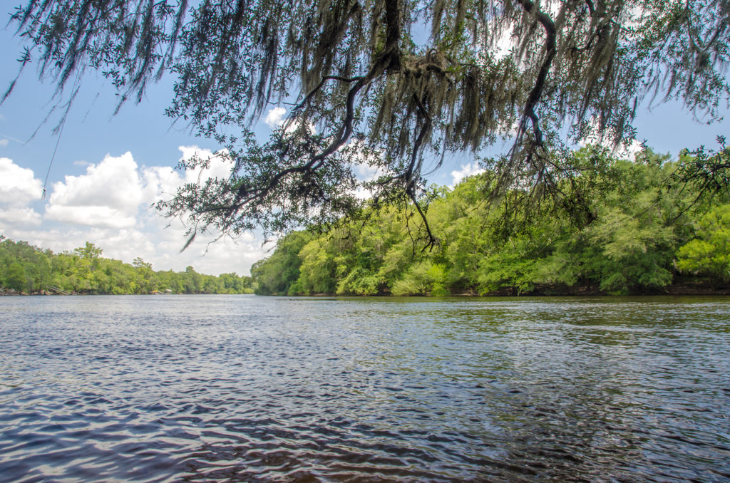 The Suwannee River at Log Landing WMA