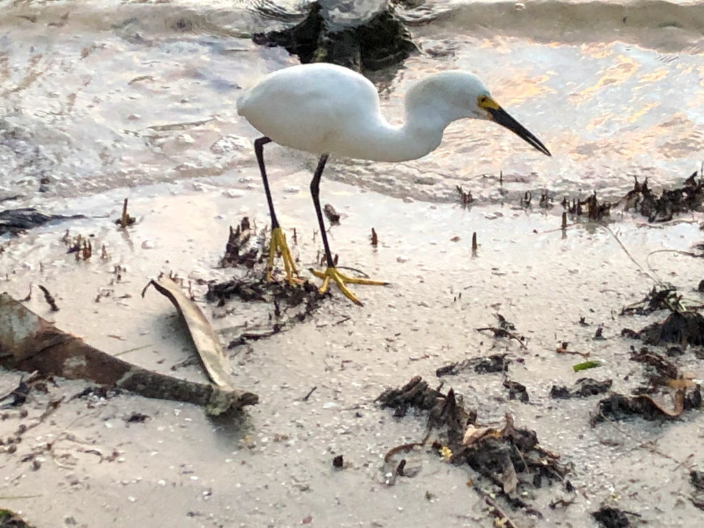 Young Snowy Egret