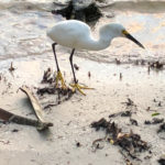 Young Snowy Egret