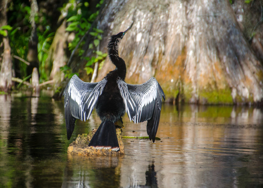 Anhinga Drying Feathers