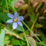 Blue-eyed Grass - Sisyrinchium albidum