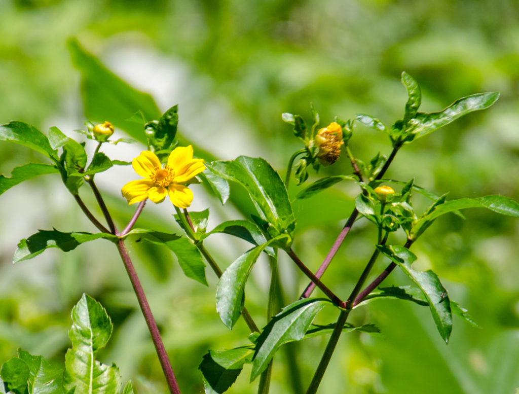 Burr Marigold - Bidens laevis