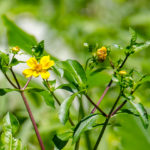 Burr Marigold - Bidens laevis