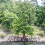 Exposed Cypress Roots