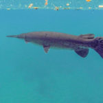 Florida Gar on the Silver River