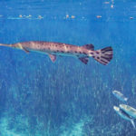 Florida Gar and Mullet in the Silver River