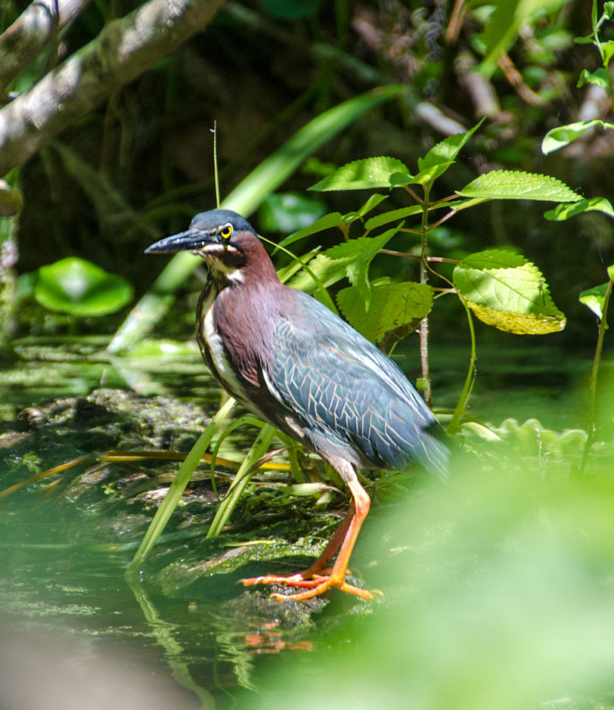 Green Heron on the Silver River