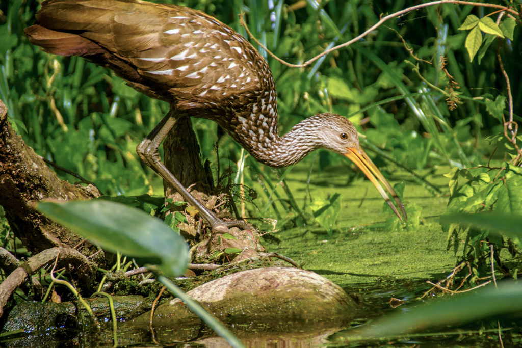 Limpkin on Silver River