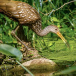 Limpkin on Silver River