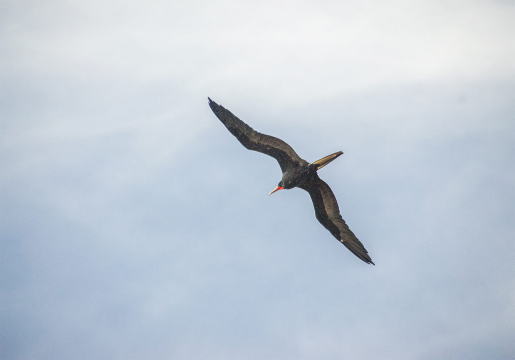 Magnificent Frigatebird - Fregata magnificens