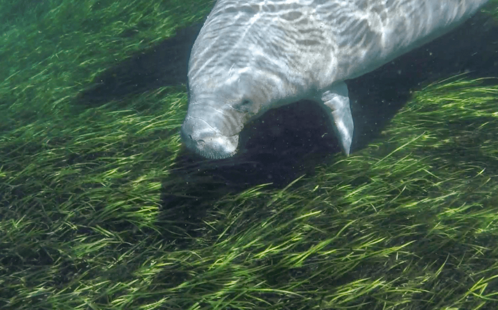 Manatee in the Silver River