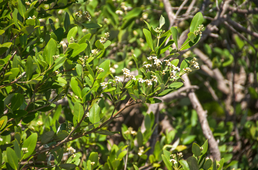 Mangrove Blossoms - Atsena Otie