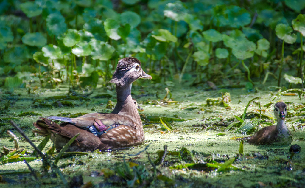 Mother Wood Duck with Duckling