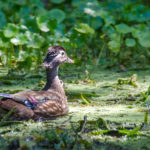 Mother Wood Duck with Duckling
