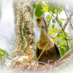 Mother and Baby Anhinga