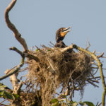 Nesting Cormorant on the Silver River