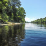 Paddling the Suwannee River