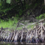Exposed Roots