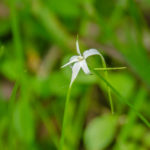 Sandswamp Whitetop Sedge - Rhynchospora latifolia