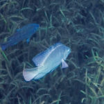 Silver River Fish
