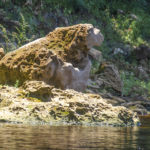 St. Bernard - Watchdog Rock