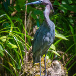 Tri-Colored Heron on the Silver River