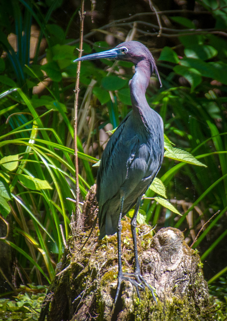 Tri-Colored Heron on the Silver River