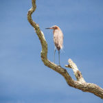 Tricolored Heron - Atsena Otie