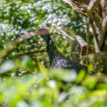 Turkey in the Bush