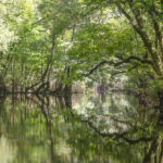 A Gum Slough Portal