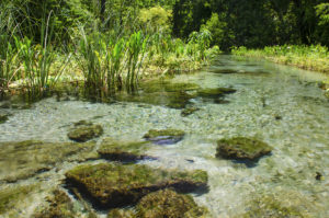 A Shallow Gum Slough