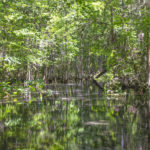 Alligator Spring Run