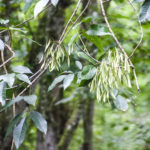 Ash Seed Pods - Gum Slough