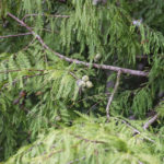 Bald Cypress Seed Pods