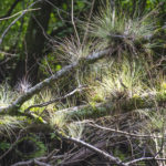 Bartram's Airplant - Gum Slough