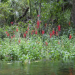 Cardinal Flower - Gum Slough