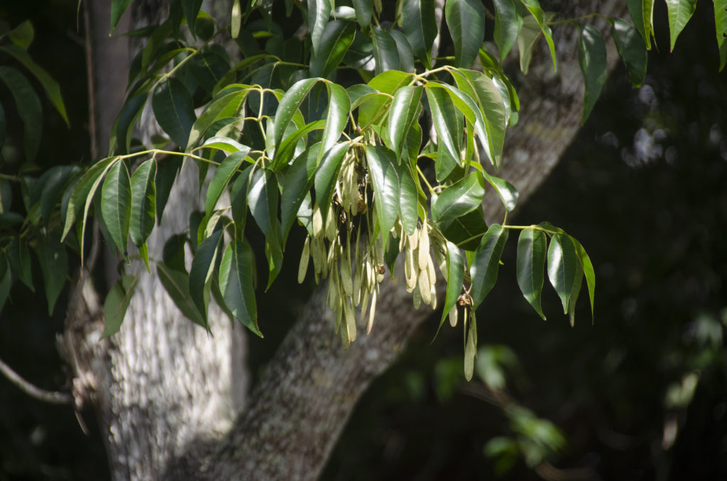 Carolina Ash - Fraxinus caroliniana