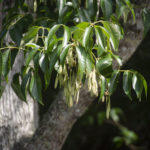 Carolina Ash - Fraxinus caroliniana