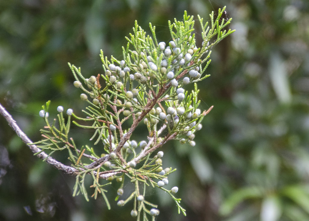 Cedar Berries - Tomoka River
