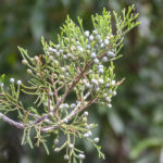 Cedar Berries - Tomoka River