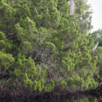 Cedar Tree - Tomoka River