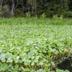 Clogged Withlacoochee Shoreline