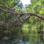 Dead Overhang - Gum Slough