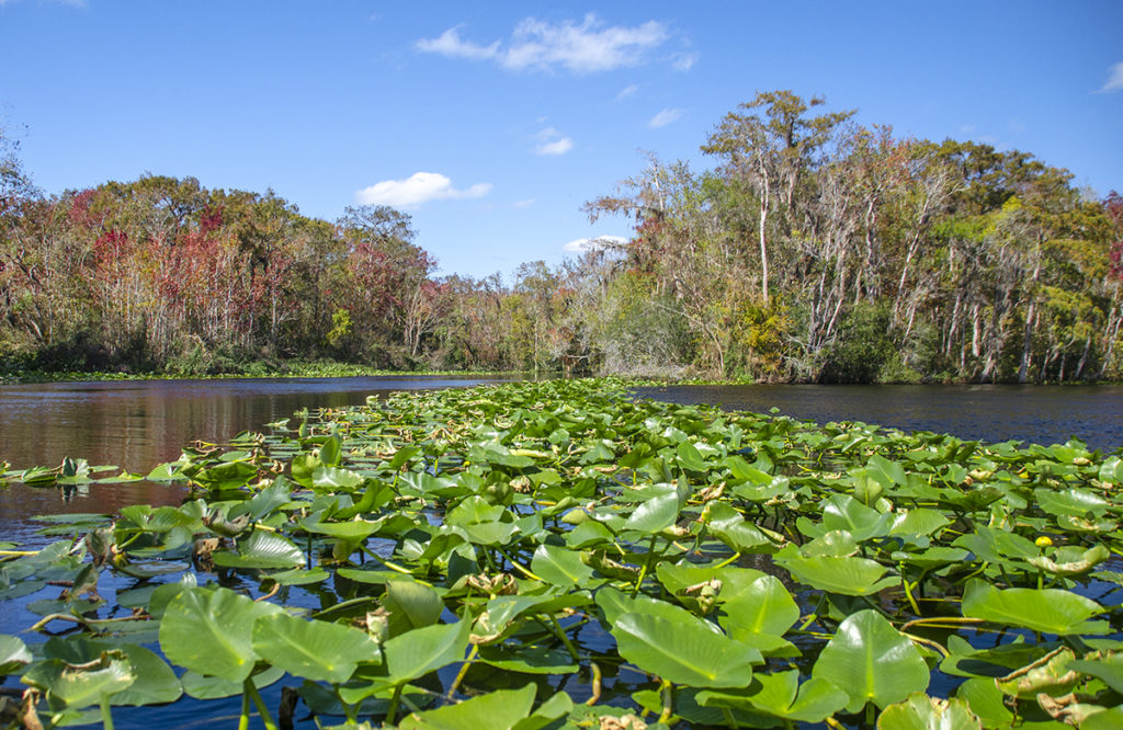 Bear Creek flows into the Ocklawaha River