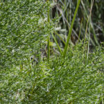 False Willow - Tomoka River