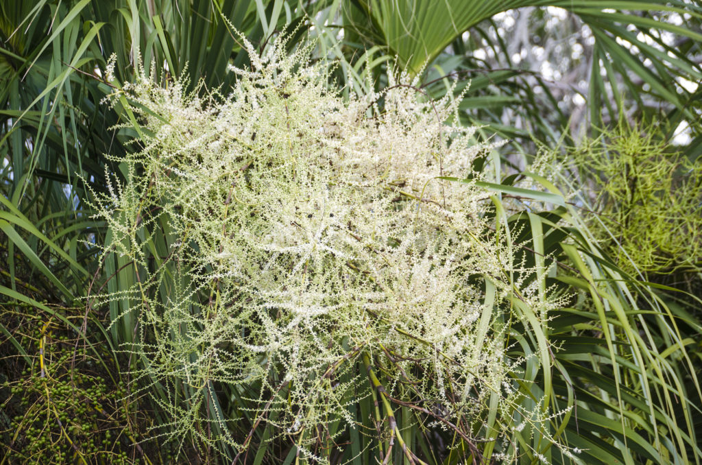 Flowering Sabal Palmetto - Tomoka River