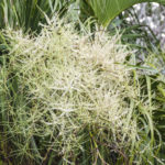 Flowering Sabal Palmetto - Tomoka River